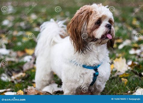 Cute Shih Tzu Puppy in the Park Stock Image - Image of humor, mouth: 163674605