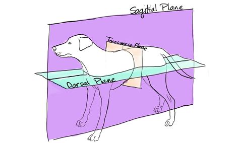 Dorsal vs Ventral: Understanding the Different Planes of Anatomy - A-Z Animals