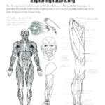 Printable College Anatomy Worksheets | Anatomy Worksheets