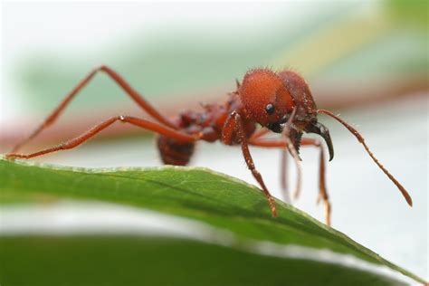 Leaf Cutter Ants from Slideshow: 20 Weirdest Aphrodisiacs Around the World - The Daily Meal