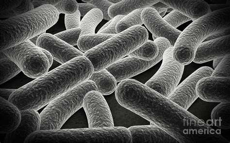 Bacilli Bacteria Microscope