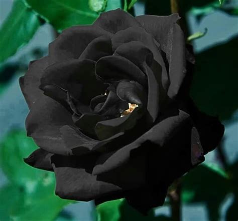 Pin de Márta Zichó en Szép Rózsák | Flores negras, Flores oscuras ...