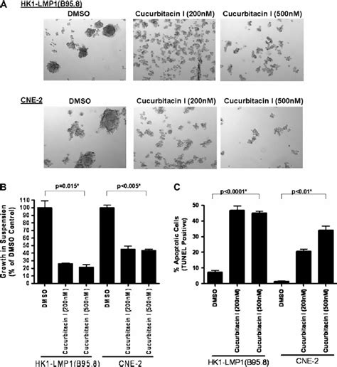 Anoikis resistance of NPC cells was reversed by Cucurbitacin I. ( A )... | Download Scientific ...