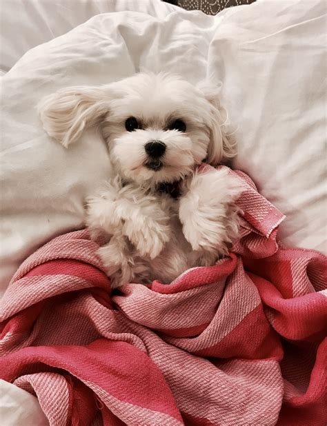 Where are you going to sleep? | Maltese dogs, Puppies, Maltese puppy