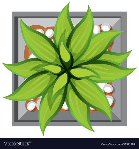 Aerial view plant in pot isolated on white vector image on VectorStock ...