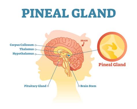 Pineal Gland Stock Photos, Pictures & Royalty-Free Images - iStock