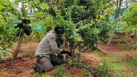 One Year pomegranate Pruning or Shaping - YouTube