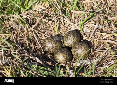 Nest and eggs of Spur winged plover also known as a masked lapwing, Vanellus miles. Four eggs in ...