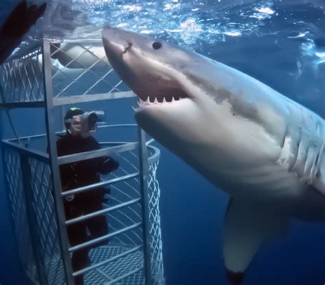 SHARK CAGE DIVING - Divine Africa Tours & Travel