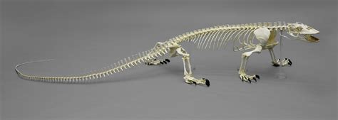 komodo dragon skeleton - Google Search | Komodo dragon, Dragon skeleton, Animal skeletons