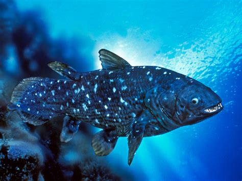 Coelacanth - Facts, Size, Diet, Pictures - All Animal Facts