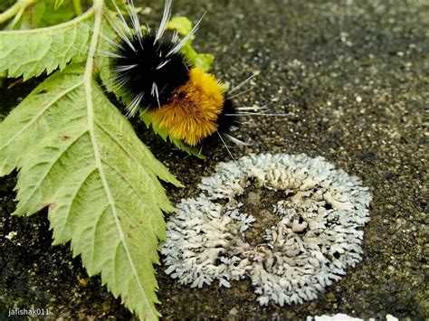 Spotted Tussock moth caterpillar : macro