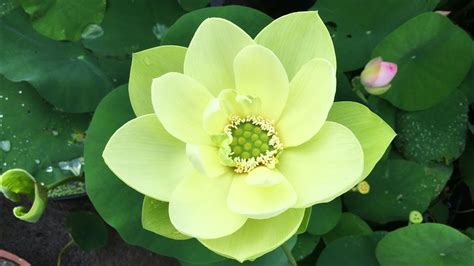 Green Lotus Flower Meaning | Best Flower Site