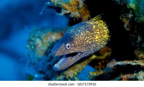 Murena Fish Underwater Stock Photo 1817173910 | Shutterstock