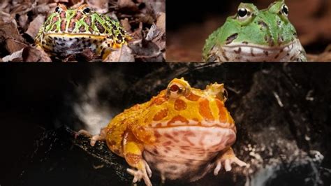 12 Most Popular Pacman Frog Morphs With Pictures – Acuario Pets