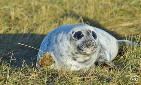 Donna Nook Seal Colony | When is the BEST Time To Go? (+ TOP Tips) - Becky the Traveller