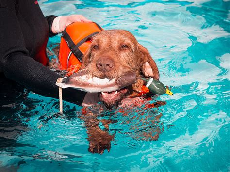 8 Most Asked Questions Answered About Hydrotherapy for Dogs