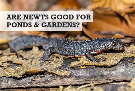 Are Newts Good for Ponds? (Or Good for Your Garden)