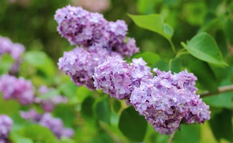 How to prune lilac | Homes & Gardens