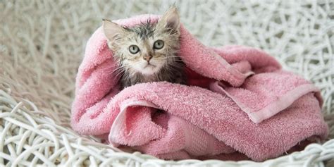 How To Give Your Cat A Bath At Home - Tips And Tricks | Alpha Paw