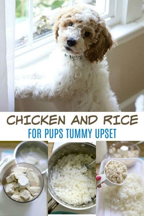 Chicken and Rice for Puppy in 2020 | Chicken dog food recipes, Chicken and rice recipe for dogs ...