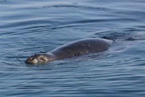 Mediterranean Monk seal - Ionian Dolphin Project