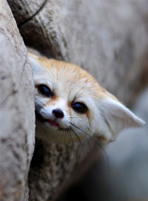 The Fennec Fox is the Most Adorable Animal in the World