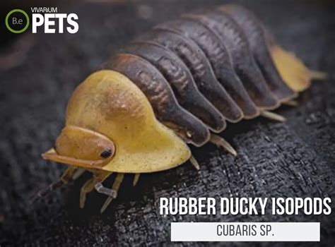 The Complete Cubaris Rubber Ducky Isopods Care Guide!