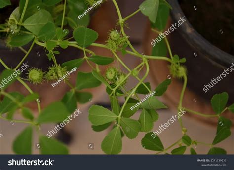 Medicago Polymorpha Plant Species Genus Medicago Stock Photo 2271730633 | Shutterstock