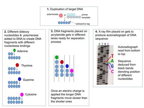 The ultimate goal: Sequencing DNA