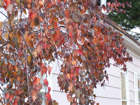 Talking to Plants: Birch Crimson Frost