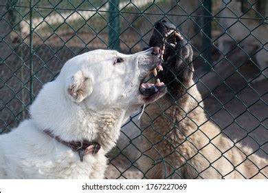 Akbash Kangal Dog Dog Farm Stock Photo 1767227069 | Shutterstock