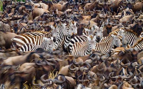 The Great Migration in Kenya Started Early This Year — but That Might ...