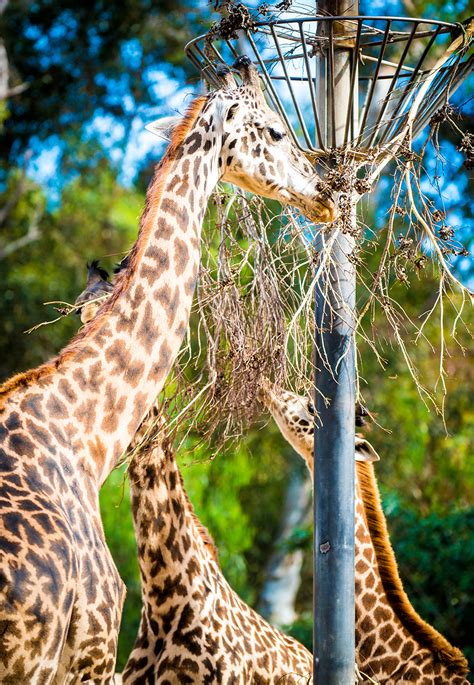 San Diego Zoo Info & Tips - Travel Caffeine