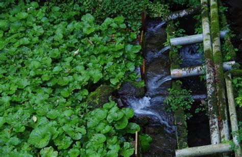 Growing Wasabi, Planting, Care, Harvesting Facts | Gardening Tips