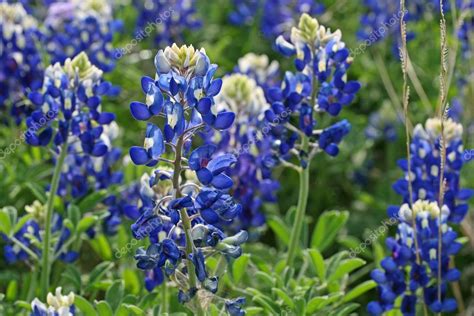 Texas Bluebonnets — Stock Photo © attrell #3229112