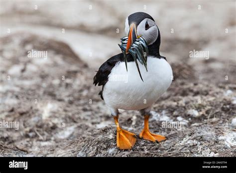 Puffin with sand eels, Farne Islands, Northumberland, England Stock ...