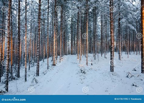 Winter Pine Forest stock image. Image of sunlight, freeze - 61761195