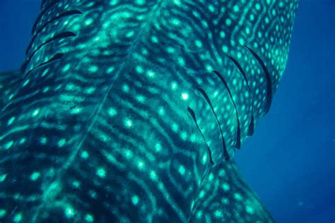 Whale Shark Skin Stock Photos, Pictures & Royalty-Free Images - iStock