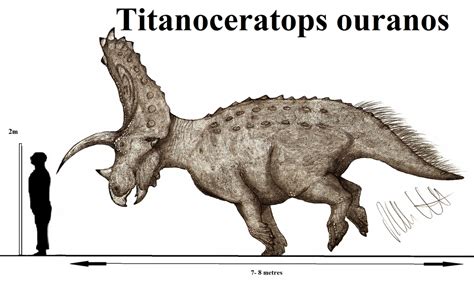 Titanoceratops meanign titanic horn face is one of the most specacular ceratopsians, its a ...