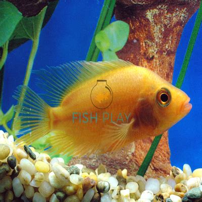 Midas Cichlid (5pcs) - FishPlay