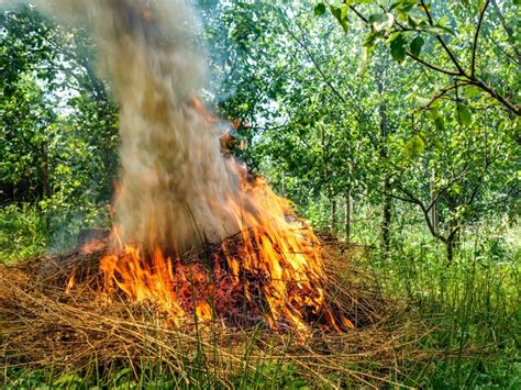 Why You Shouldn’t Burn Leaves And Yard Waste | Gardening Know How