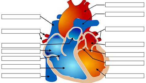 Label the Heart Diagram | Quizlet