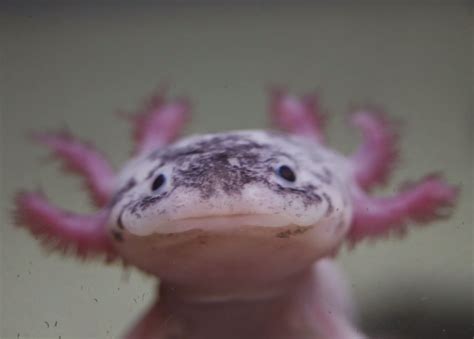 Pin on Axolotls and Newts