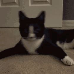 Cat Bobbing Head Cute Kittens Nodding Together GIF | GIFDB.com