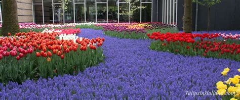 Tulip festival Archives - Tulips in Holland