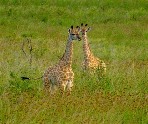 Isimangaliso Wetland Park Sights & Attractions - Project Expedition