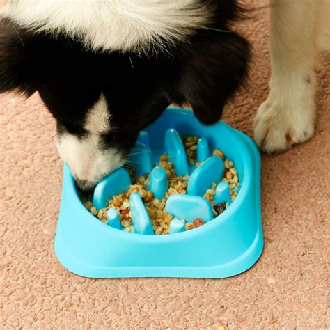 The Best Slow Feeder Dog Bowl To Buy In November 2024