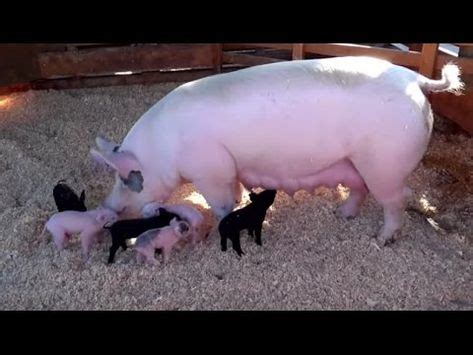 AWESOME MOTHER PIGS & THEIR PIGLETS - A Must See (With images) | Pig, Pig song, Pets cats