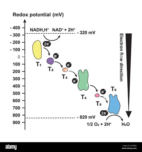 Redox Potential Scheme. Electron Flow Direction. Colorful symbols. Vector Illustration Stock ...